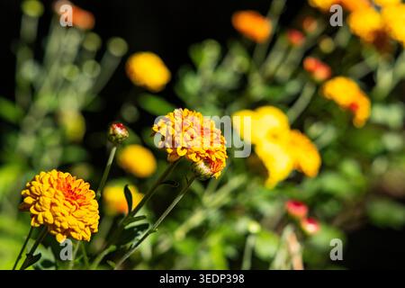Fiori ornamentali autunnali dai colori caldi e una disposizione floreale all'aperto - Chrysanthemum morifolium Foto Stock