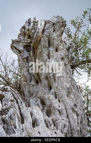 Primo piano del tronco ad albero intemprato Foto Stock