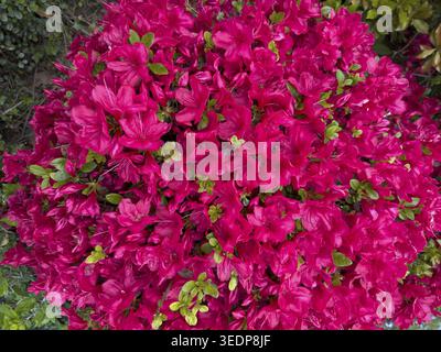 Fiori di colore viola dell'azalea giapponese (Rhododendron obtusum) genere Rhododendron, arbusto azalea, Germania Foto Stock
