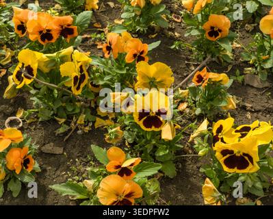 Un gruppo di vivaci pansie gialle e arancioni (Viola x wittrockiana) con fiori scuri che fioriscono in un giardino fiorito in una soleggiata giornata primaverile. Foto Stock
