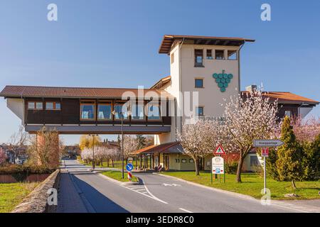 La Casa della strada del vino tedesca durante la fioritura delle mandorle, Bockenheim, strada del vino tedesca, Renania-Palatinato, Germania Foto Stock