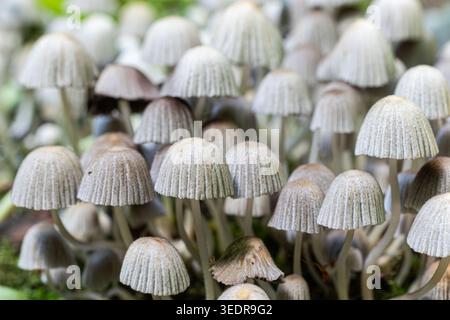 Numerosi piccoli funghi Coprinellus disseminatus crescono in gruppi su terreno umido con piante verdi che li circondano in una fresca giornata autunnale. Foto Stock