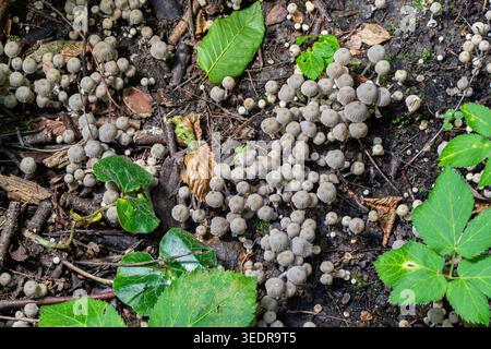 Piccoli funghi noti come Coprinellus disseminatus crescono in grandi gruppi sul fondo della foresta circondati da foglie verdi e pezzi di legno a mezzogiorno. Foto Stock