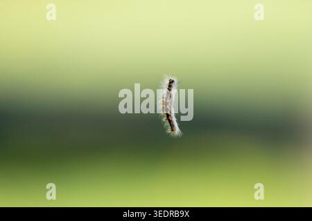 Caterpillar appeso a un filo, Sud Africa Foto Stock