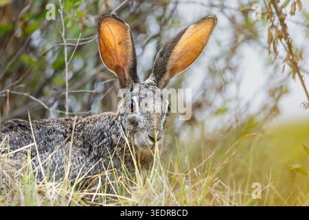 Scrub Hare, Sudafrica Foto Stock
