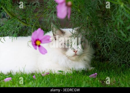Il gatto Ragdoll ama trascorrere del tempo in giardino Foto Stock