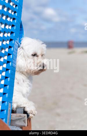 Malteser su una sedia a sdraio sulla spiaggia di Nessmersiel Foto Stock
