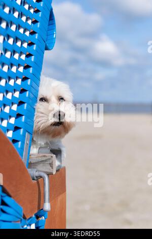 Malteser su una sedia a sdraio sulla spiaggia di Nessmersiel Foto Stock