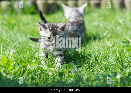 Gattino del Bengala sul prato del giardino Foto Stock