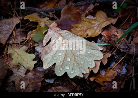 Vista dettagliata delle foglie di quercia cadute ricoperte di gocce d'acqua, annidate tra aghi di pino e altre foglie in decomposizione Foto Stock