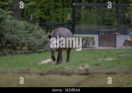 Tapir sudamericano che cammina verso la macchina fotografica in un recinto verde all'aperto. Concetto di fauna selvatica esotica, comportamento degli animali e conservazione. Adatto per lo zoo Foto Stock