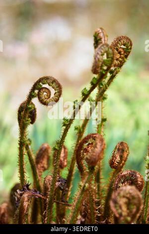 Felce arrotolate in primavera, piante giovani in primo piano, simbolo di crescita e nuovi inizi in natura Foto Stock