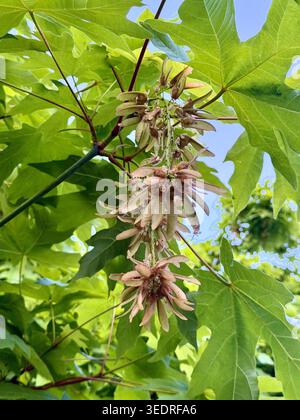 Gruppi di fiori d'acero retroilluminati appesi ai rami con foglie verdi fresche nella calda luce dorata della sera durante la stagione primaverile. Foto Stock
