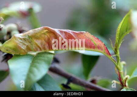 Ricci di foglie di pesca sugli alberi da frutto Foto Stock