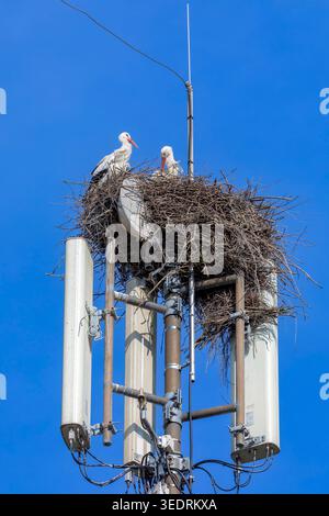 Montante per telefono cellulare con nido di cicogna su una torre Foto Stock