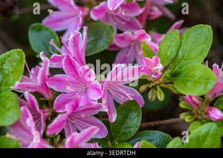 Ravvicinato naturale delle piante in fiore della splendida rosa di Kermesinum del Rhododendron, sotto il soffice sole primaverile. intrigante, intrigante, coinvolgente, avvincente Foto Stock