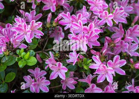 Ravvicinato naturale delle piante in fiore della splendida rosa di Kermesinum del Rhododendron, sotto il soffice sole primaverile. intrigante, intrigante, coinvolgente, avvincente Foto Stock