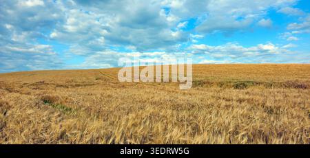 Paesaggio agricolo con un vasto campo di grano dorato che si estende all'orizzonte e sopra di esso un cielo azzurro pieno di nuvole sparse. Foto Stock