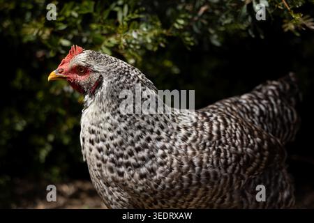 Una vista dettagliata di una gallina macchiata con un pettine rosso e un wattle, che mostra i suoi intricati motivi di piume su uno sfondo verde sfocato Foto Stock