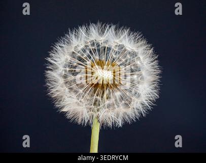 Testa di seme di dente di leone con parrucche sparse, riecheggiando la corona di assottigliamento e un delicato modello di dispersione visto nella perdita di capelli del modello maschile. Foto Stock