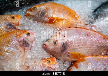 Branzino fresco congelato su ghiaccio coperto di neve al mercato del supermercato locale in Thailandia, mercato della pesca che vende pesce crudo, prelibatezze di pesce marino in vendita al mercato del pesce in Asia. Foto Stock