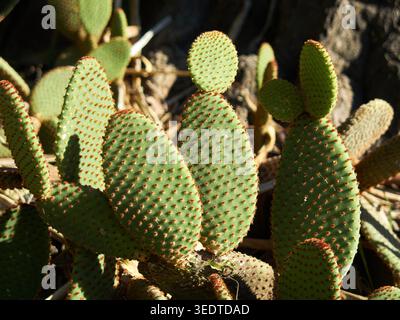 Bunny Ear Cactus con Golden Glochids, Opuntia microdasys. Málaga, Spagna. Foto Stock
