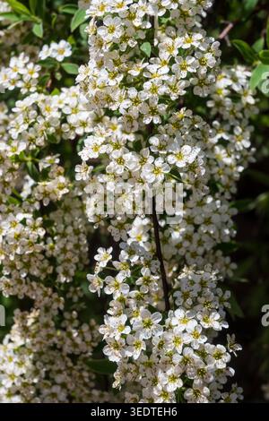 Gruppi di piccoli fiori bianchi coprono un cespuglio in un giardino. Le api volano intorno ai fiori. La luce del sole risplende sulla scena vibrante in primavera. La p Foto Stock
