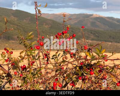 Un primo piano del cespuglio di rose ricoperto di frutti di bosco in un giorno di ottobre soleggiato nella Bulgaria centrale, ai piedi dei monti balcanici Foto Stock