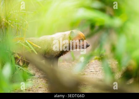 Cane da cespuglio (Speothos venaticus) in piedi a terra dietro cespugli, prigioniero Foto Stock