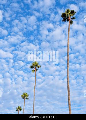 Alte palme Washingtonia che raggiungono il cielo blu con le nuvole di Altocumulus Foto Stock