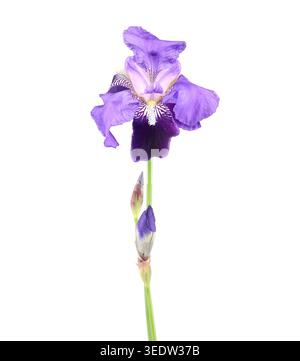 Fiori e boccioli di Iris germanica su sfondo bianco. È anche noto come Iris barbuti. Foto Stock