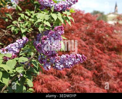 Fiori e boccioli di Lilac, o syylan vulgaris, che fioriscono in un giardino. È un arbusto ornamentale ampiamente usato nei giardini. Foto Stock