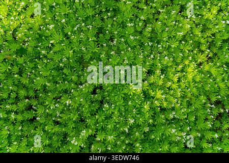 Copertura verde densa con piccoli fiori bianchi dall'alto. Galium odoratum, il dolce bosco. Foto Stock