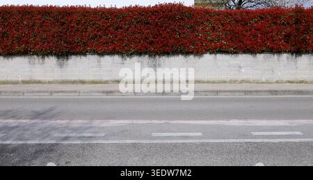 Recinzione della casa costituita da un muro di cemento e da una siepe a foglia rossa. Marciapiede in cemento e strada davanti. Sfondo per lo spazio di copia Foto Stock