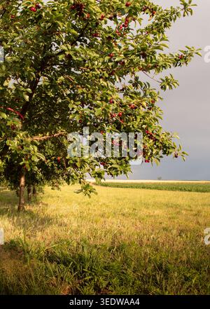 Ciliegie acide rosse che crescono su un ciliegio. Ciliegi maturi e foglie di alberi verdi Foto Stock