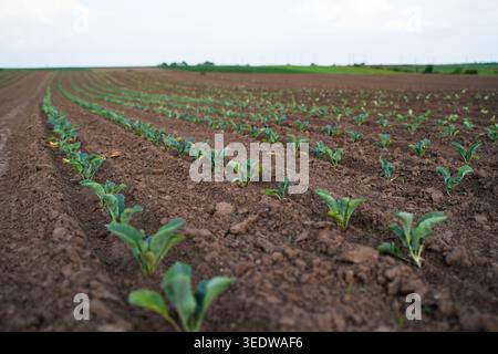 Giovani piante biologiche di broccoli che crescono in un terreno bruno ricco in un vasto campo agricolo durante la giornata di sole Foto Stock