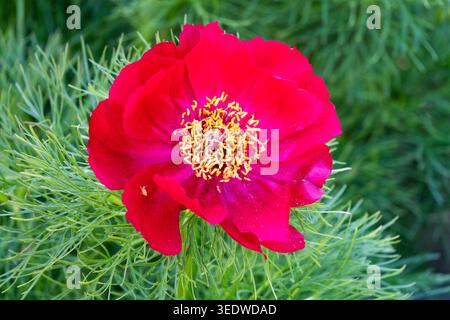 Peonia della foglia di felce Paeonia tenuifolia Foto Stock