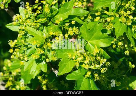 Field Maple, Acer campestre fiori primaverili nel fogliame Foto Stock