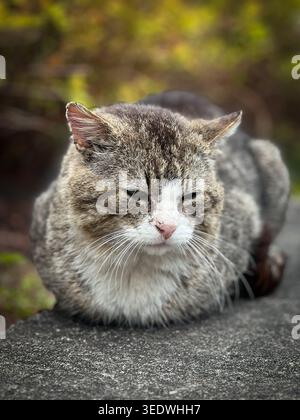 Un vecchio gatto triste si siede nell'ombra. Il suo volto è al centro dell'attenzione. Foto Stock