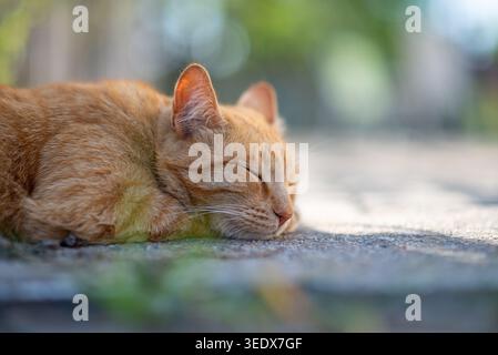 Primo piano di un gatto di zenzero che dorme su un pavimento illuminato dal sole con morbido bokeh, sonnellino tranquillo e calde tonalità naturali. Foto Stock