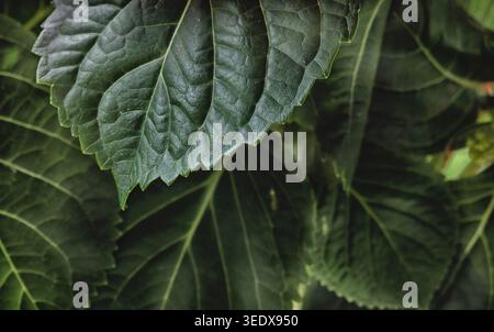 Una foto ravvicinata del cuore di un fiore di ibisco Foto Stock