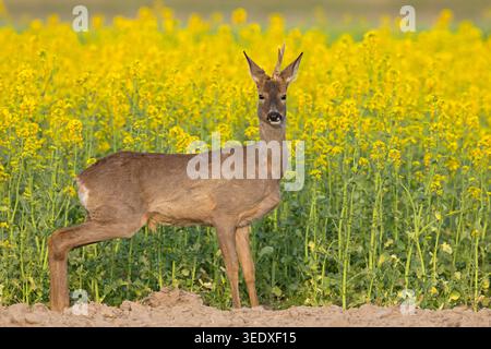 Il capriolo (Capreolus capreolus), noto anche come capriolo, capriolo occidentale o capriolo europeo, è una specie di cervo. Foto Stock