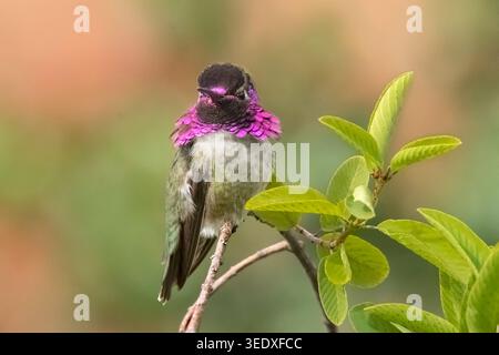 Nord America; Stati Uniti; Arizona; deserto di Sonora; fauna selvatica; uccelli; colibrì; colibrì di Costa; Calypte costae; maschio; L: 3,5 poll., 10 cm. Foto Stock