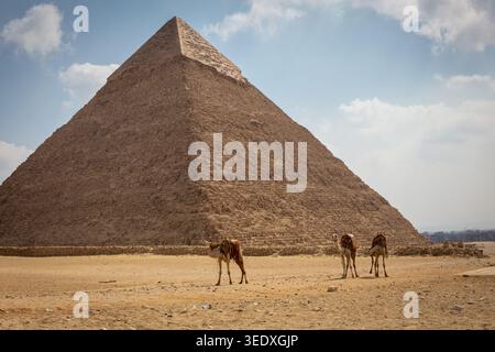 Grande Piramide di Giza (Piramide di Cheope) in Egitto, vista esterna con cammelli che camminano di fronte alla piramide. Foto Stock