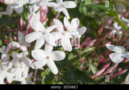 Primo piano di fiori di gelsomino rosa bianco e gemme con foglie verdi. Gelsomino rosa, gelsomino cinese Jasminum polyanthum Foto Stock