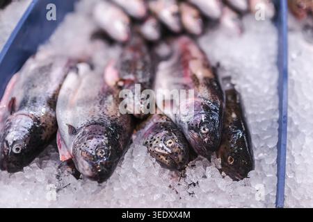 Trota arcobaleno fresca su ghiaccio tritato al banco del mercato dei frutti di mare, pesce crudo e salutari prodotti di pesce naturale Foto Stock