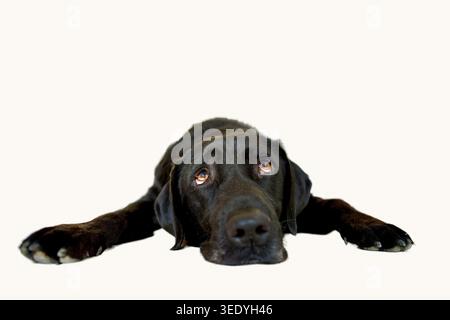 Cane Labrador nero disteso sul pavimento e rivolto verso l'alto con uno sguardo profondo su sfondo bianco. Foto Stock