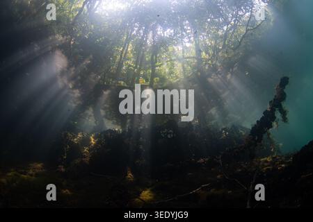 I raggi di luce del sole filtrano attraverso una foresta entrando nell'acqua nel lago delle meduse di Palau. Questo lago unico ospita meduse e molte altre specie. Foto Stock