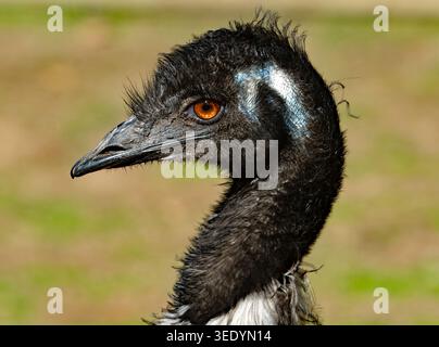 Zoo di Auckland 2026 Foto Stock