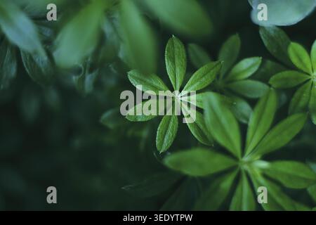 Primo piano della pianta di Woodruff. Foto Stock